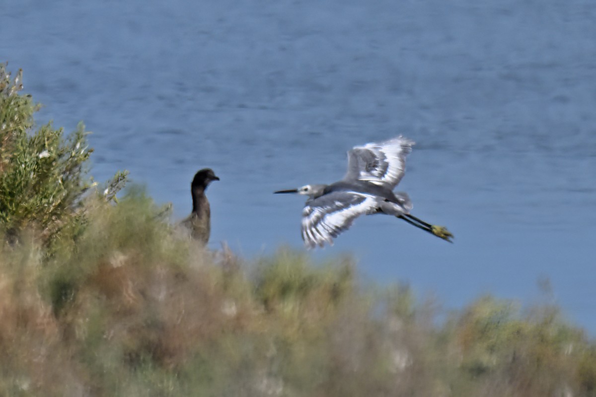 Little Egret - ML641689733