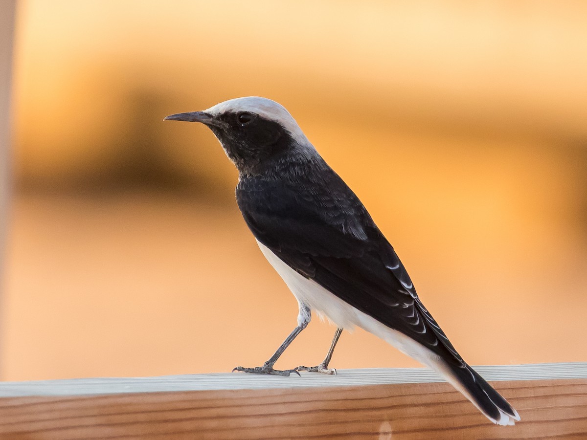 Hooded Wheatear - ML641689734