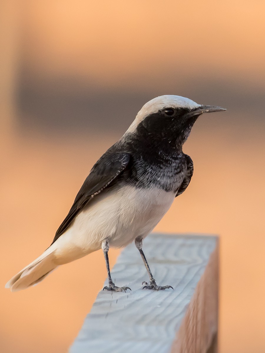 Hooded Wheatear - ML641689735