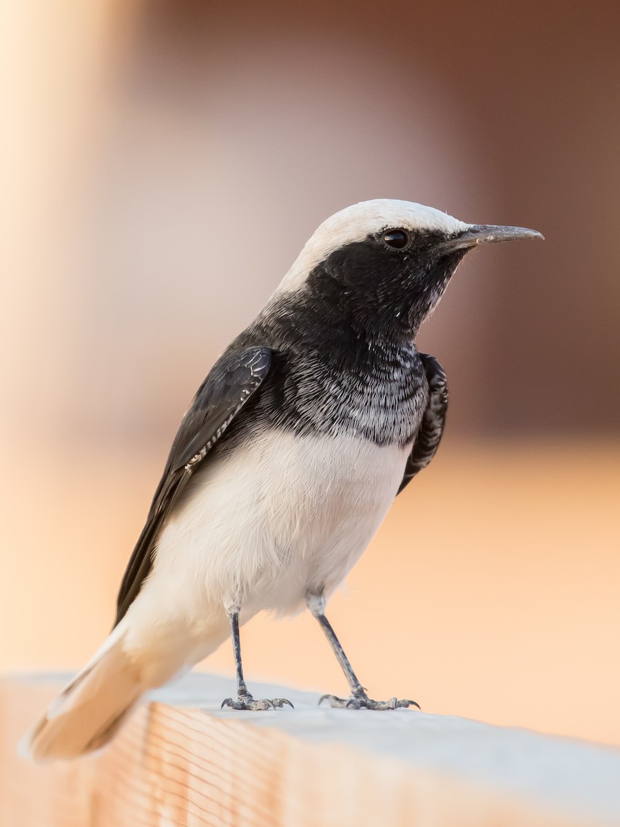 Hooded Wheatear - ML641689736