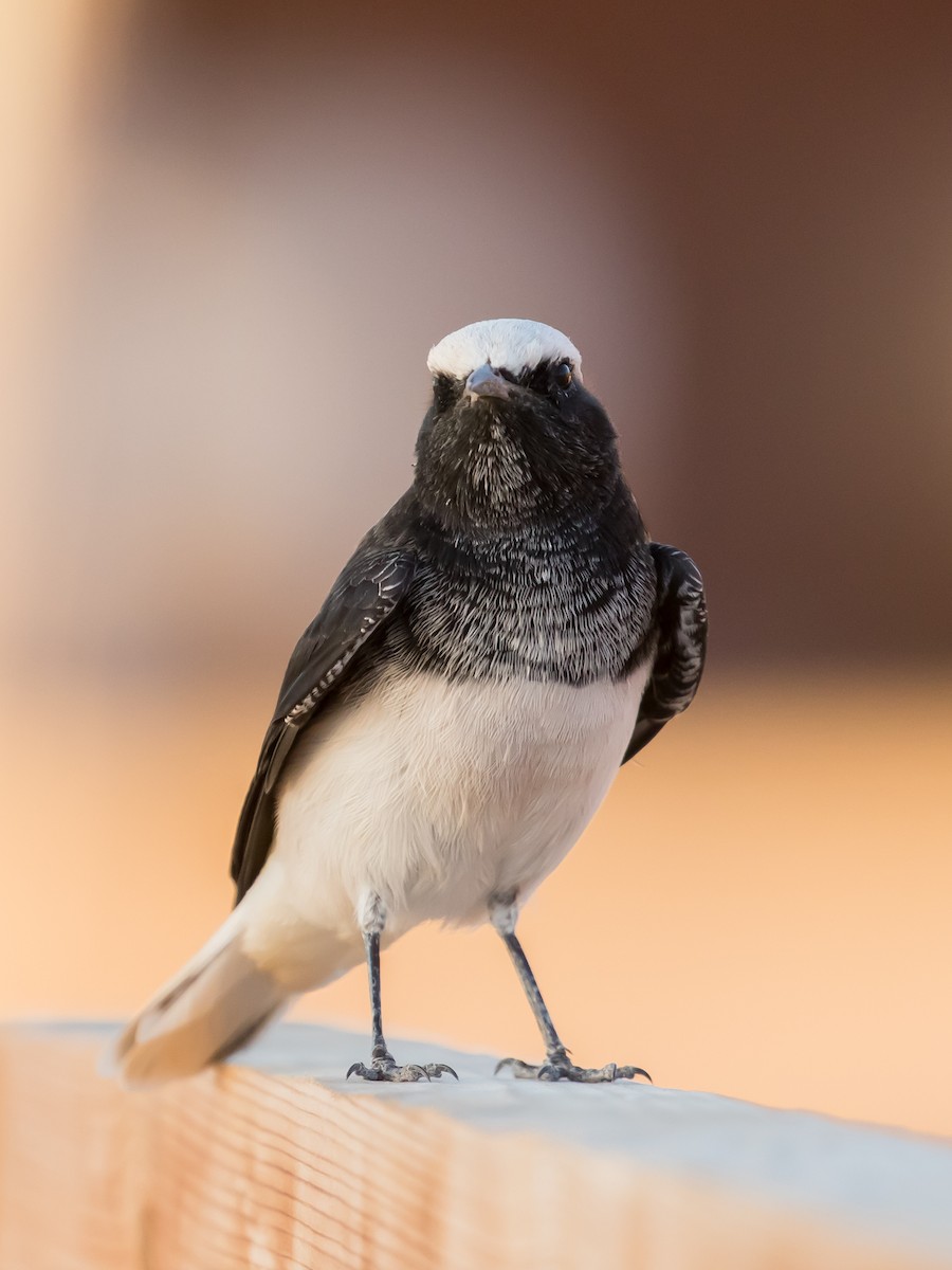Hooded Wheatear - ML641689737