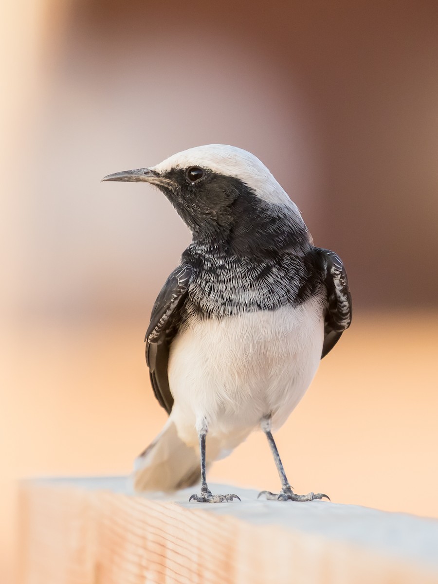 Hooded Wheatear - ML641689738