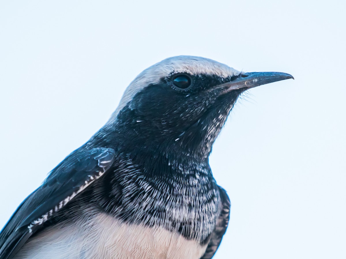 Hooded Wheatear - ML641689739