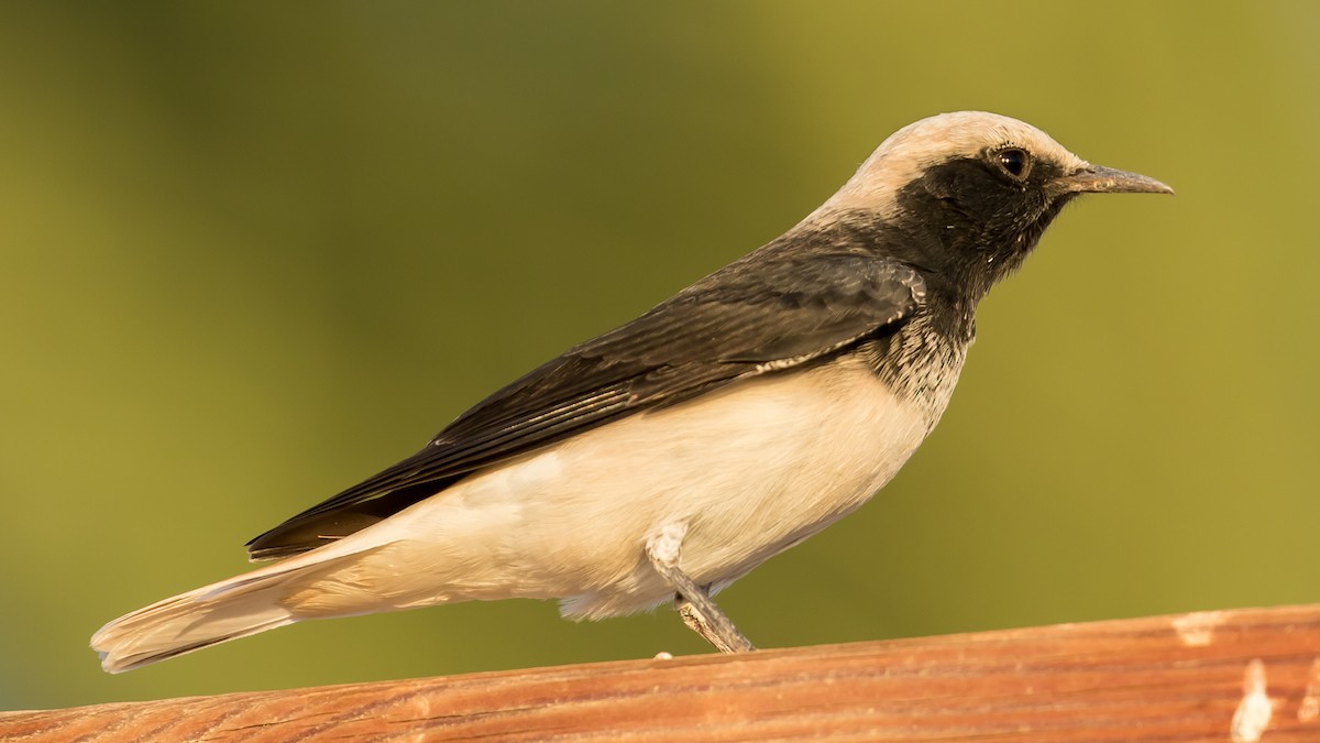 Hooded Wheatear - ML641689740