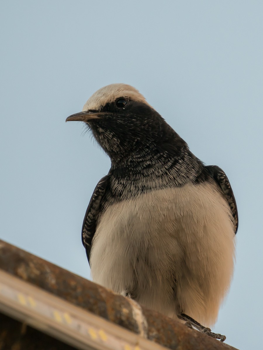 Hooded Wheatear - ML641689742