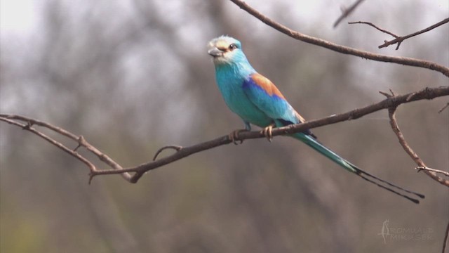 mandelík sahelský - ML641689748
