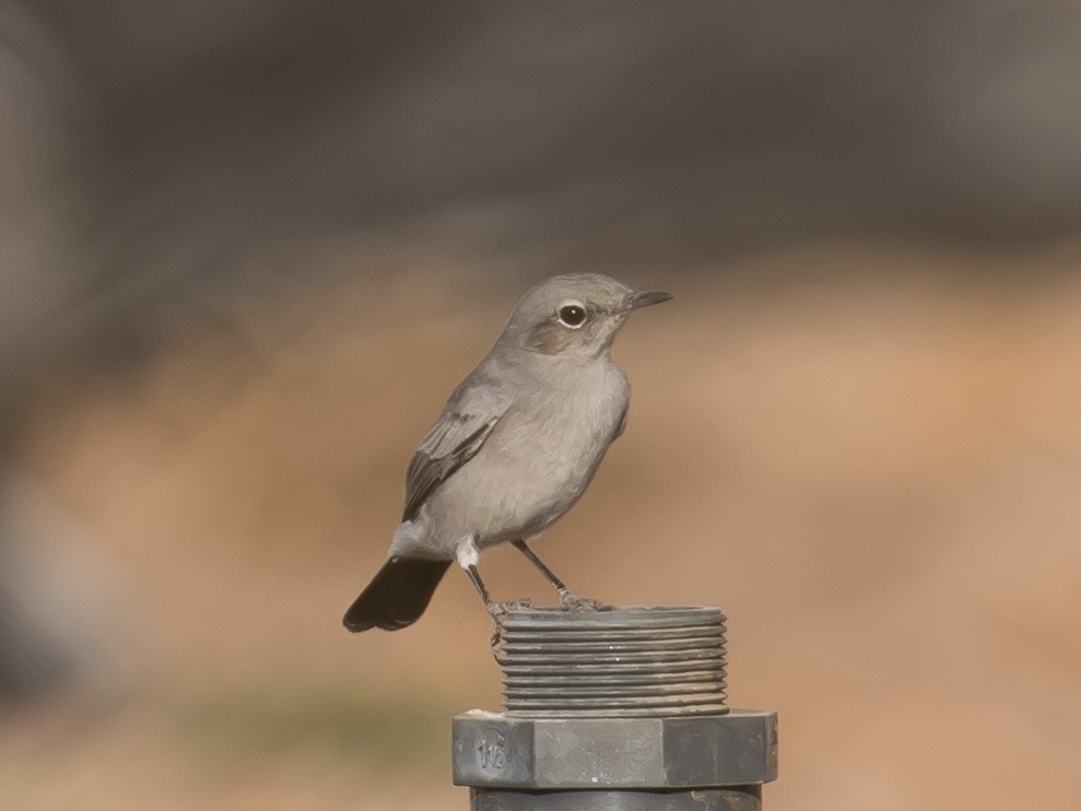 Blackstart - ML641689763