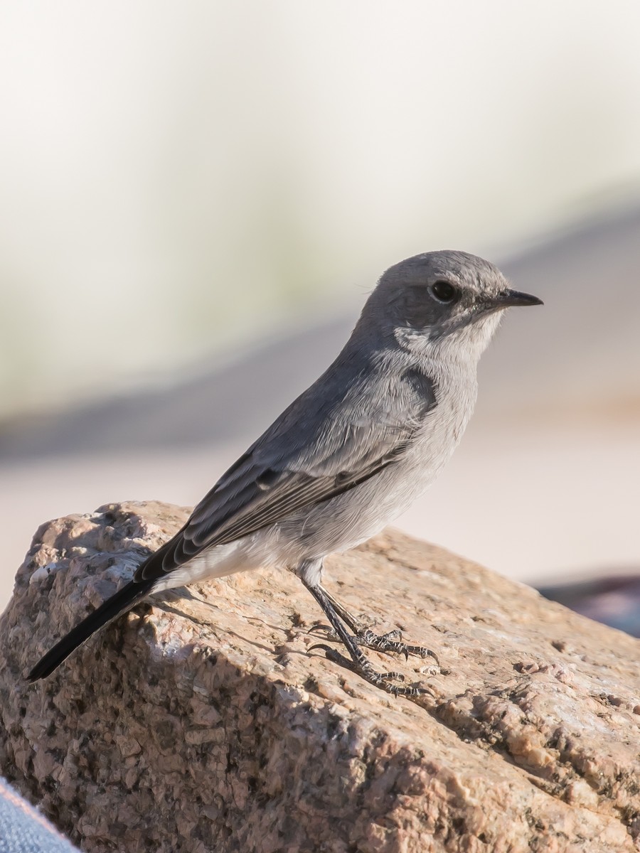 Blackstart - ML641689765
