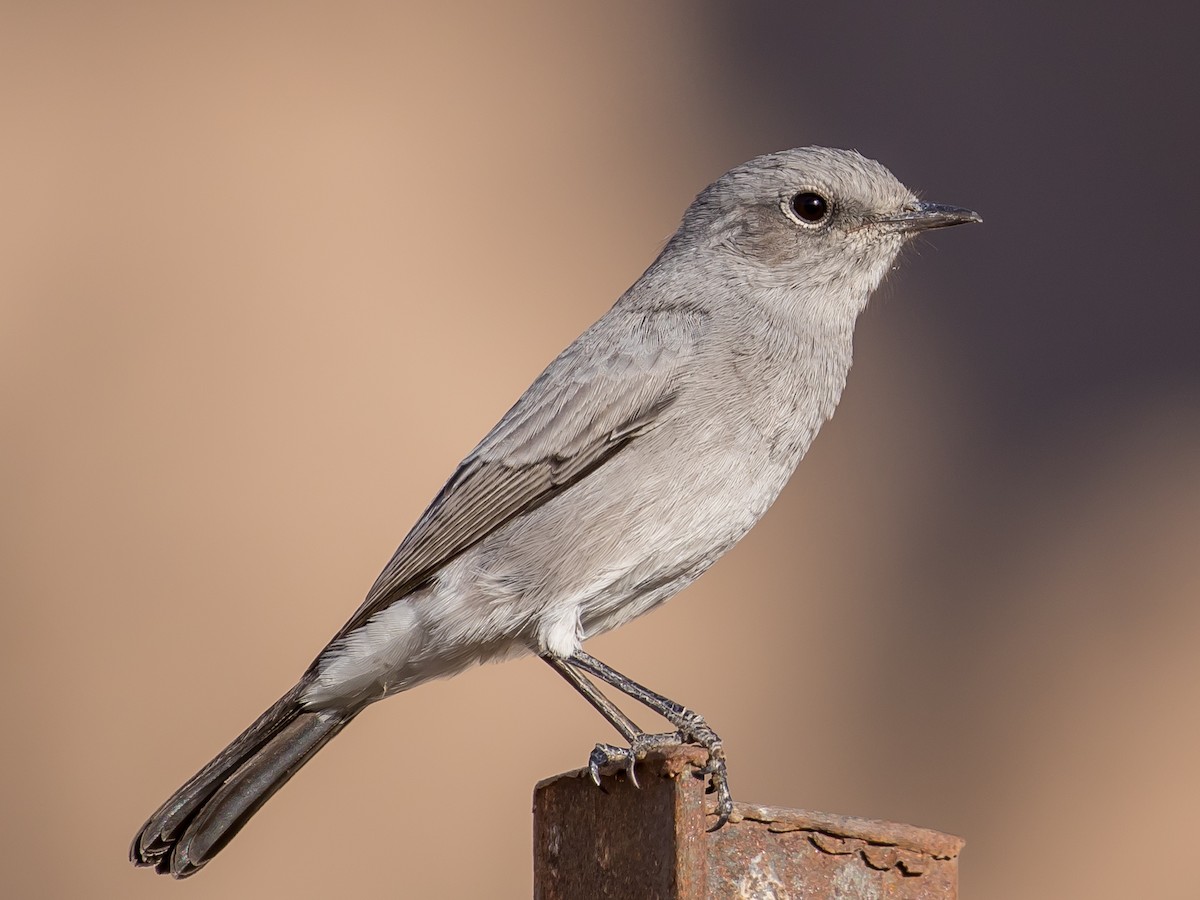 Blackstart - ML641689766