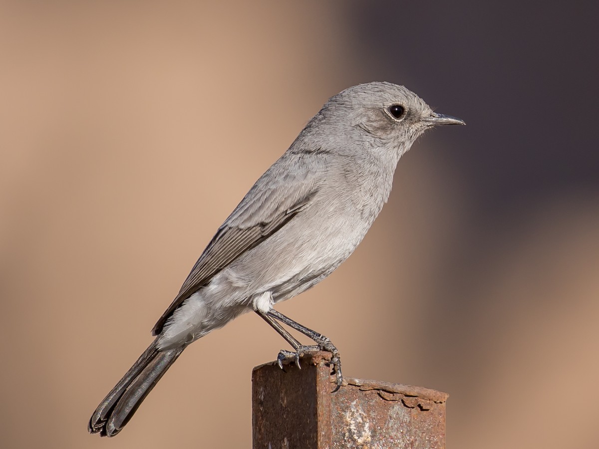 Blackstart - ML641689767