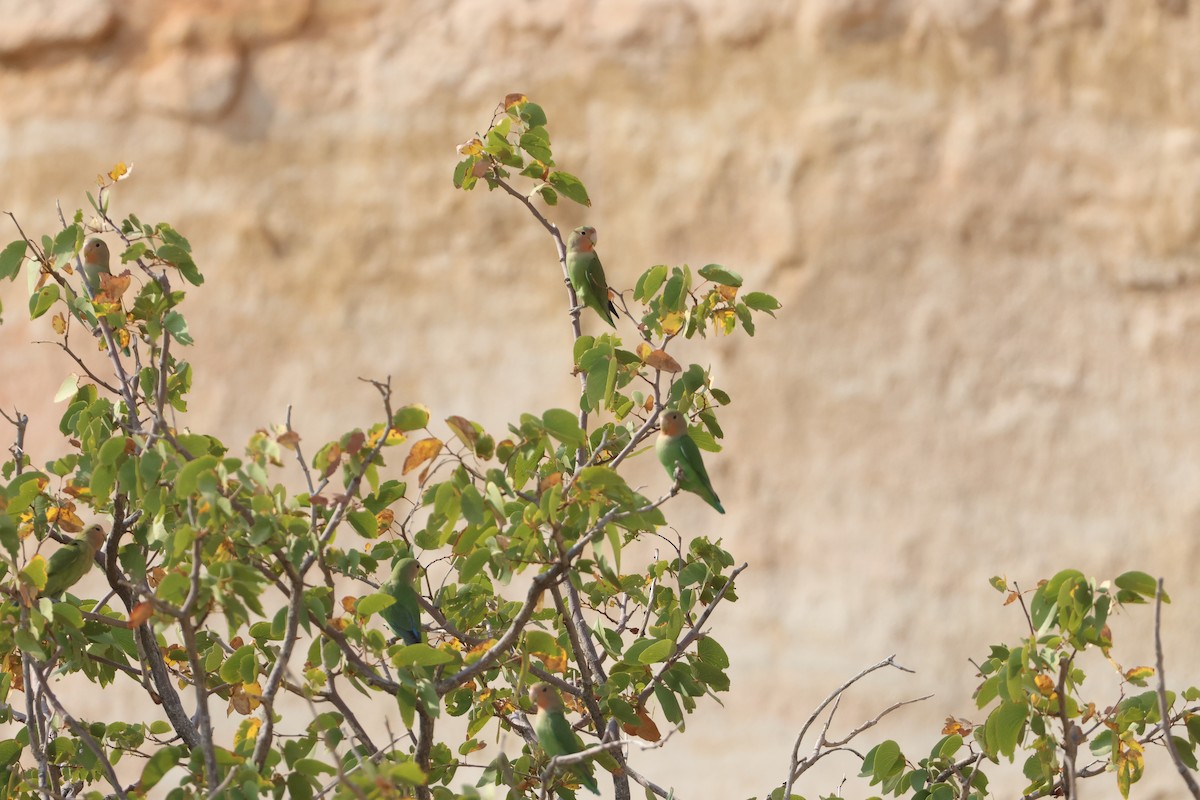 Rosy-faced Lovebird - ML641689769