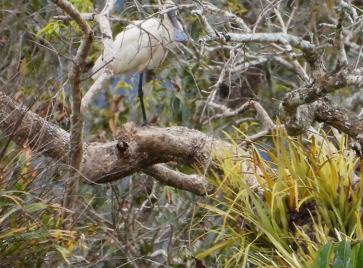 Royal Spoonbill - ML641689798