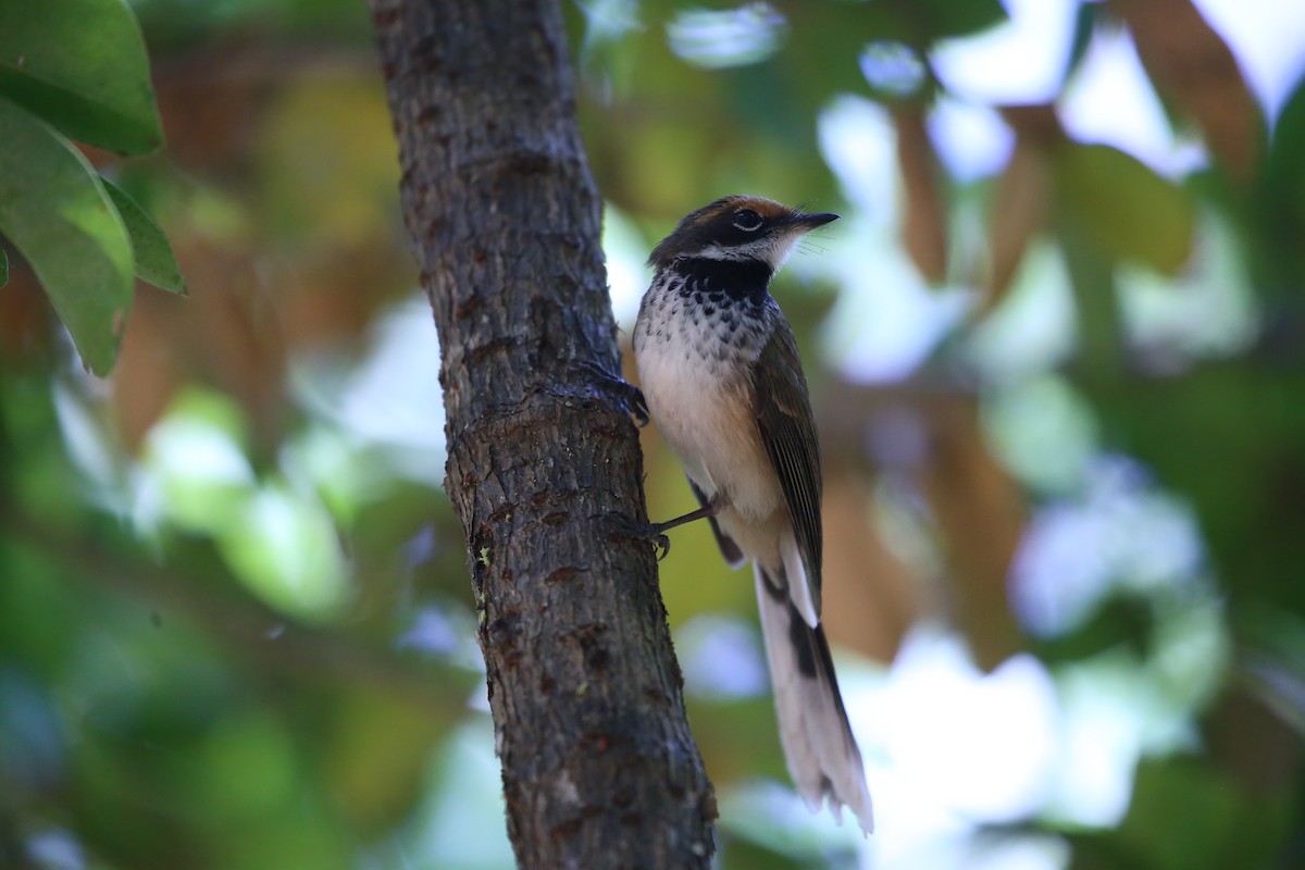 Arafura Fantail - ML641689826