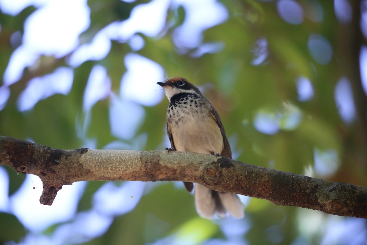 Arafura Fantail - ML641689827