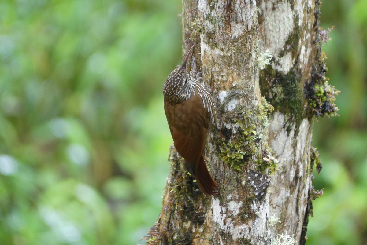 Montane Woodcreeper - ML641689833