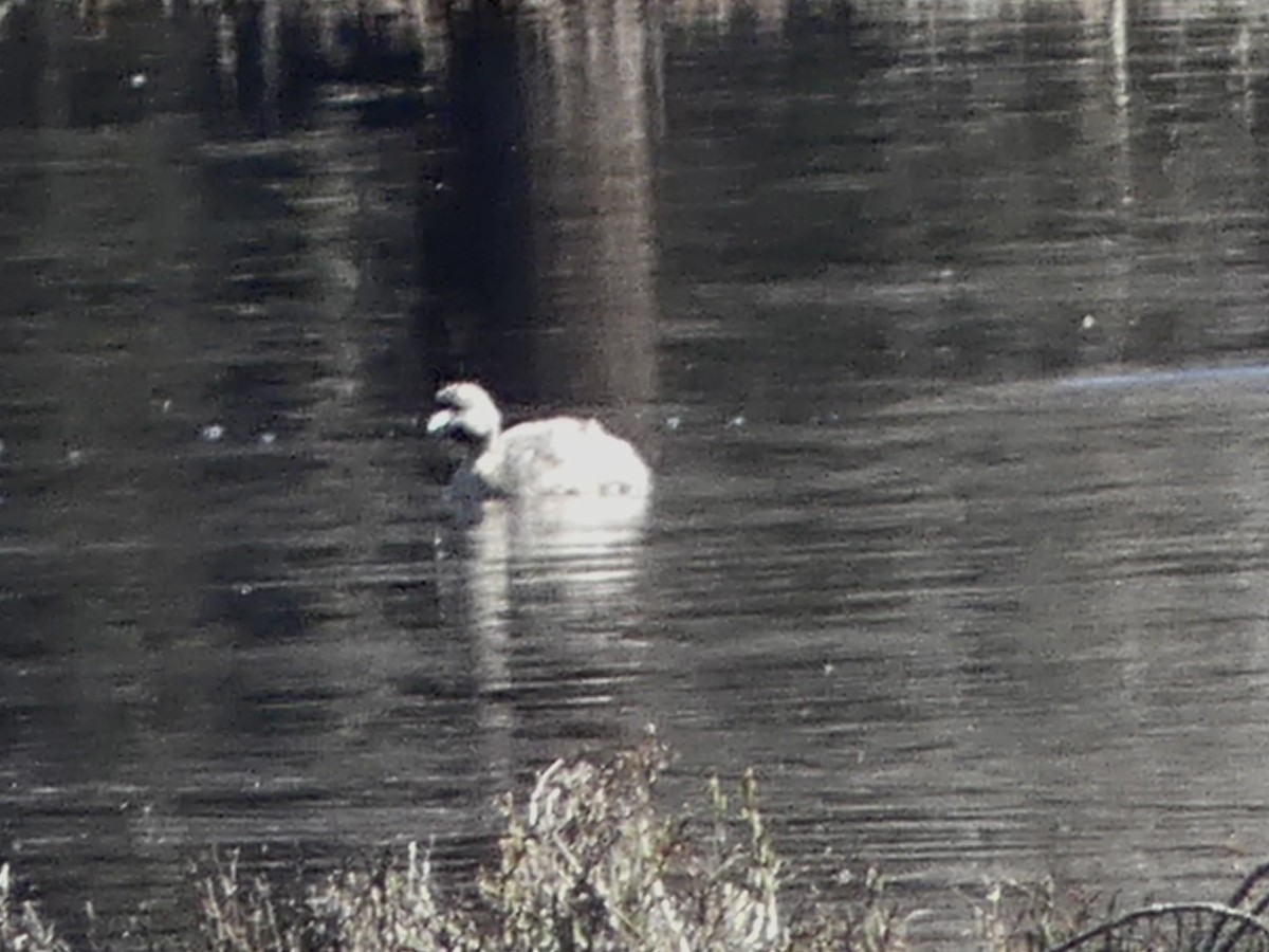 Hoary-headed Grebe - ML641689879