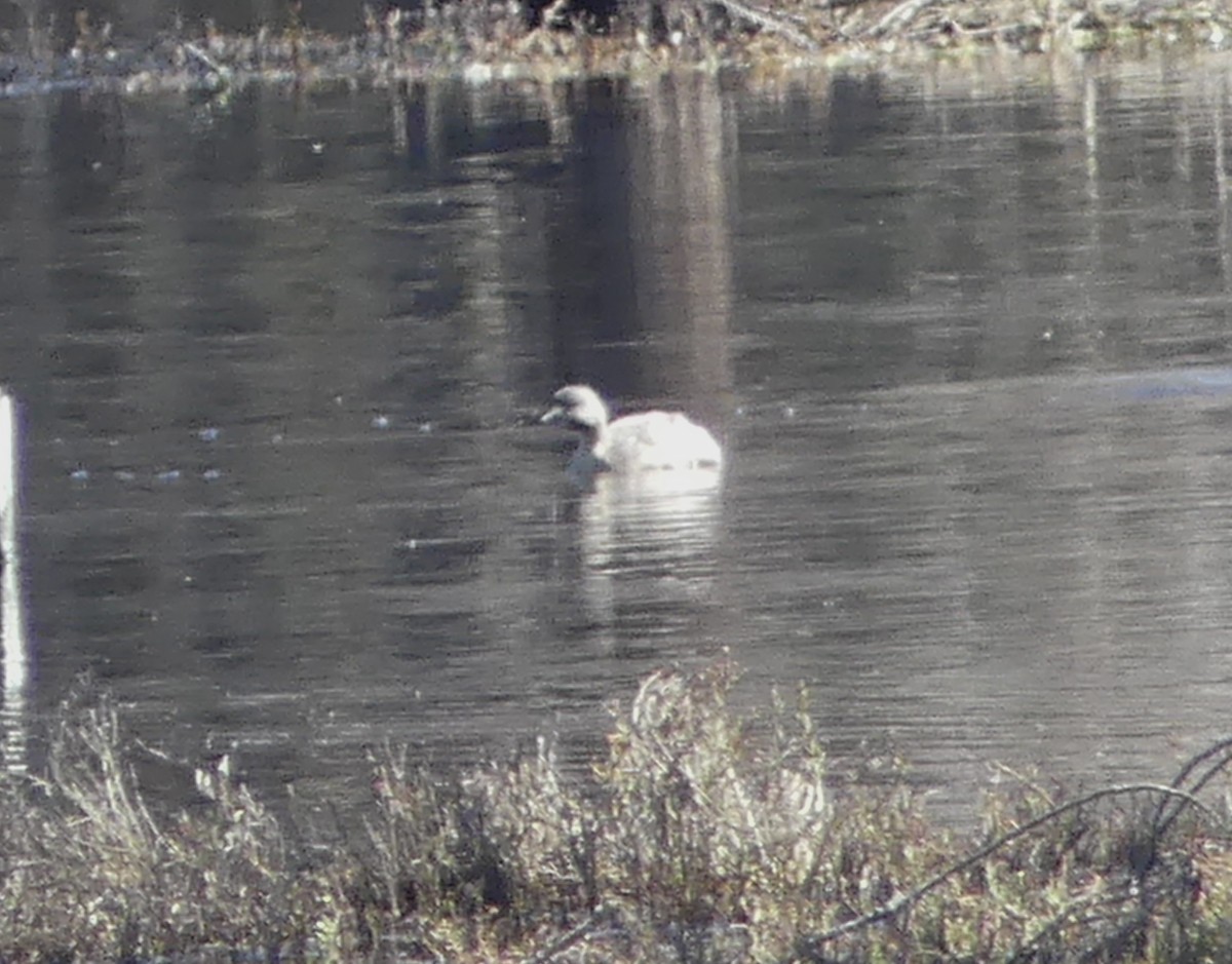 Hoary-headed Grebe - ML641689880