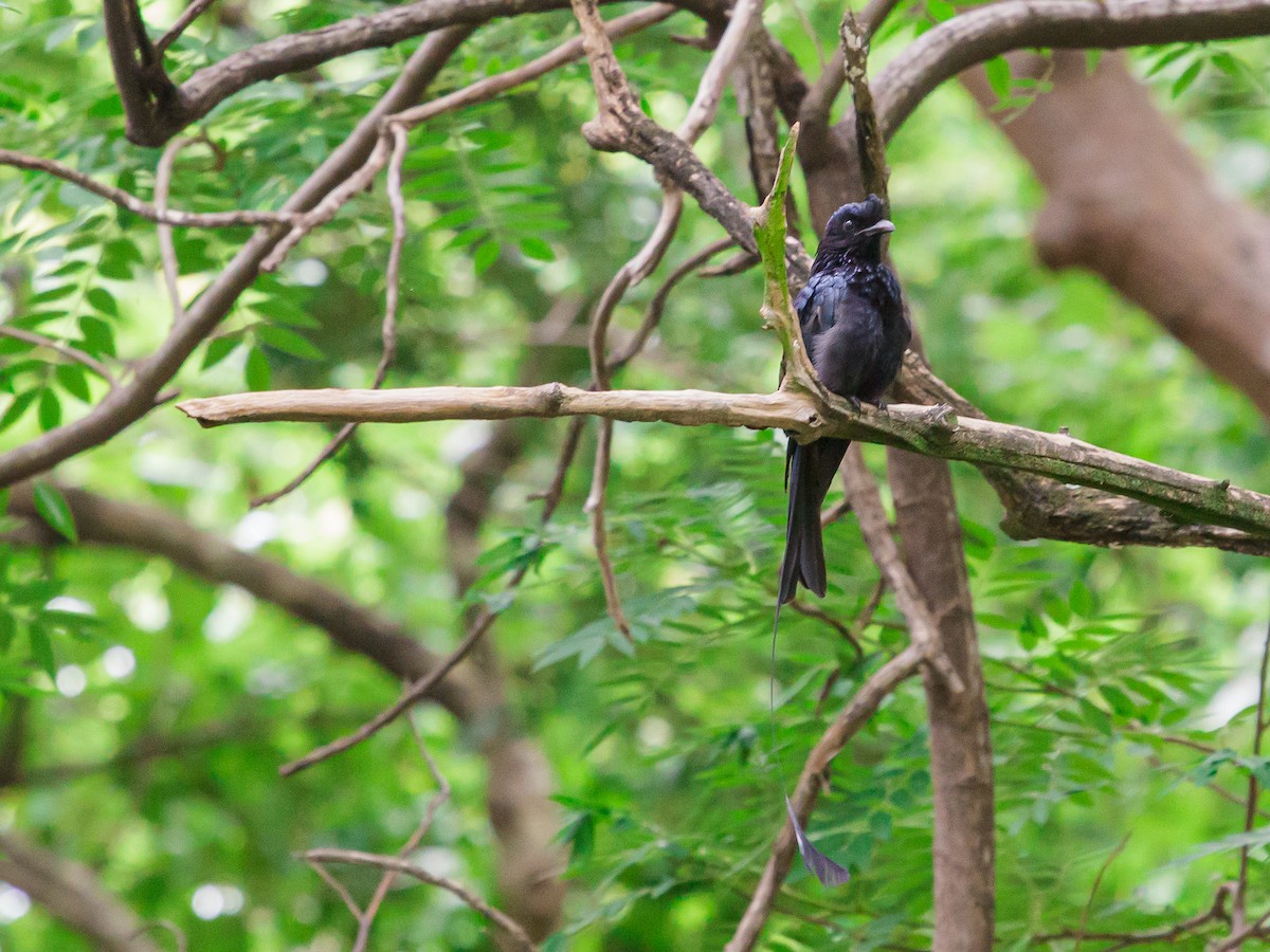 Greater Racket-tailed Drongo - ML641689882