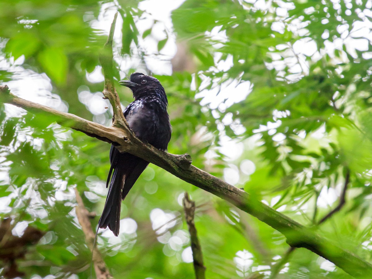 Greater Racket-tailed Drongo - ML641689883
