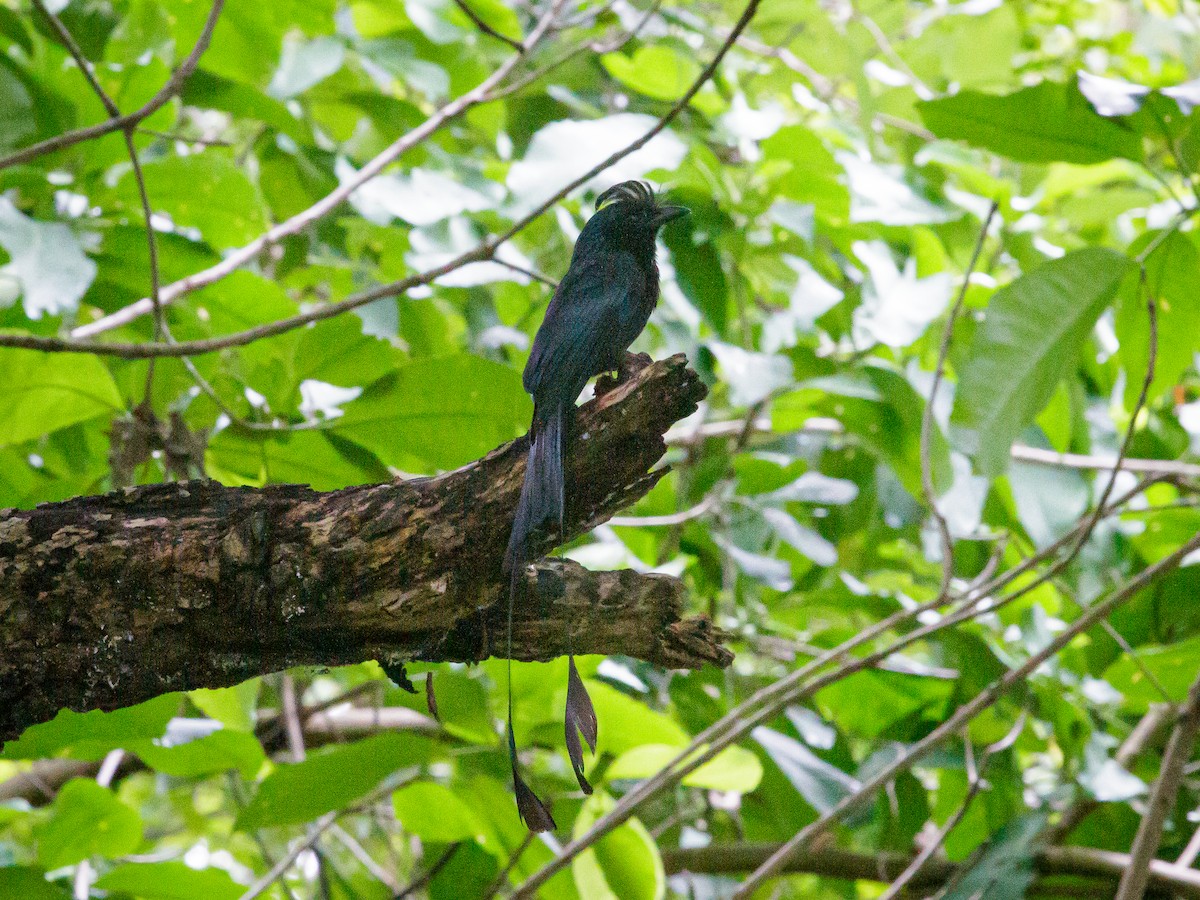 Greater Racket-tailed Drongo - ML641689884