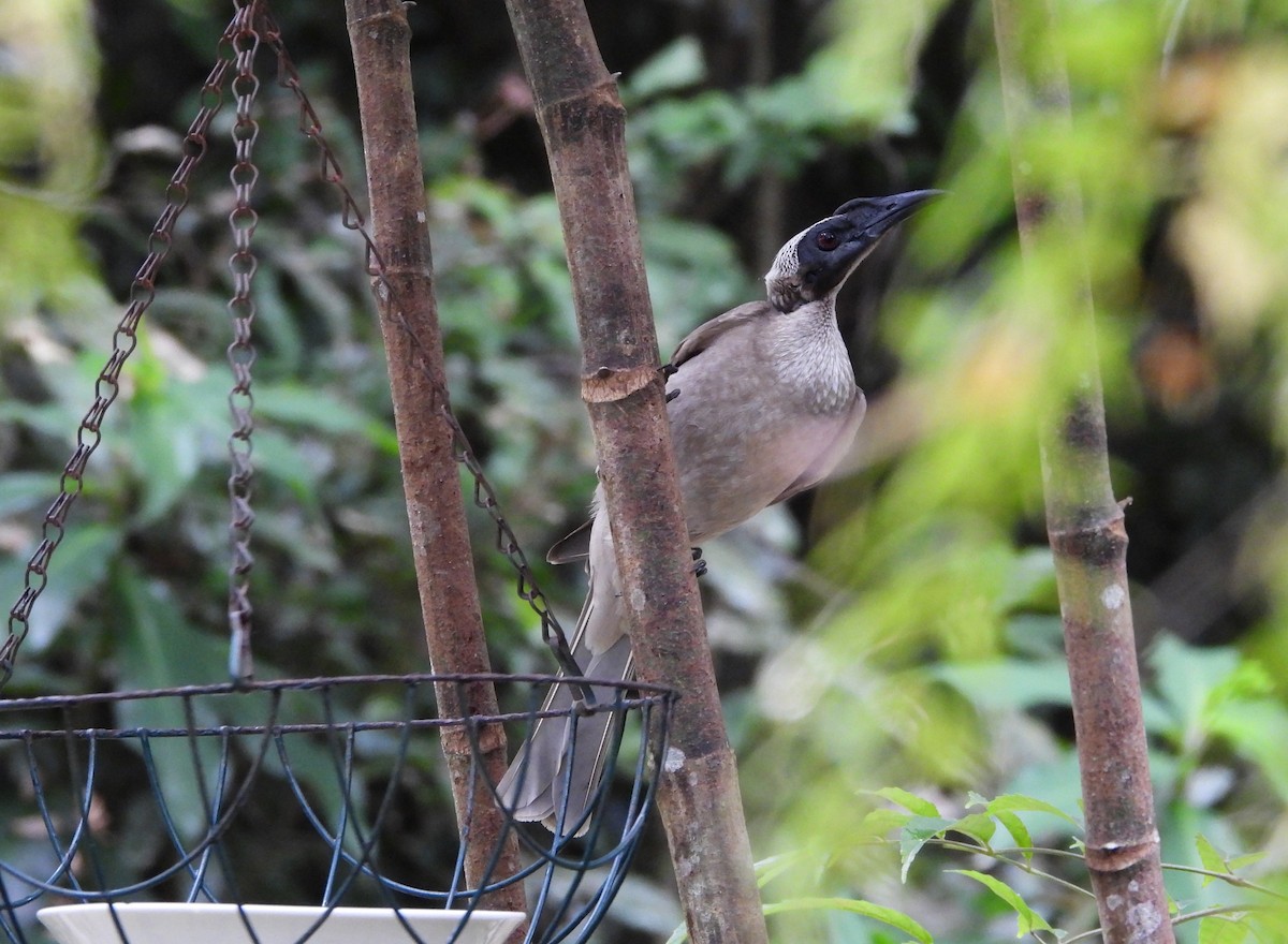 Helmeted Friarbird - ML641689902