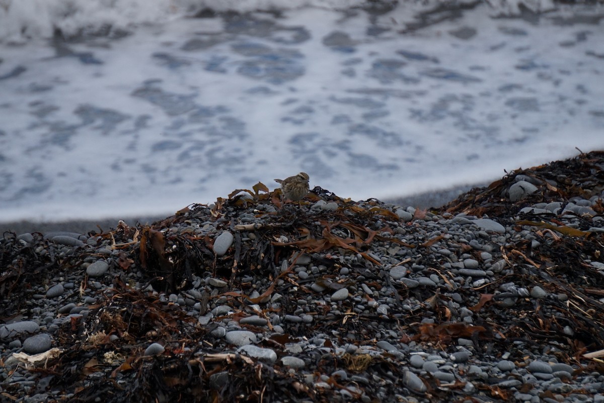 New Zealand Pipit - ML641689905