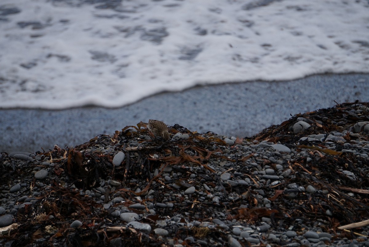 New Zealand Pipit - ML641689906
