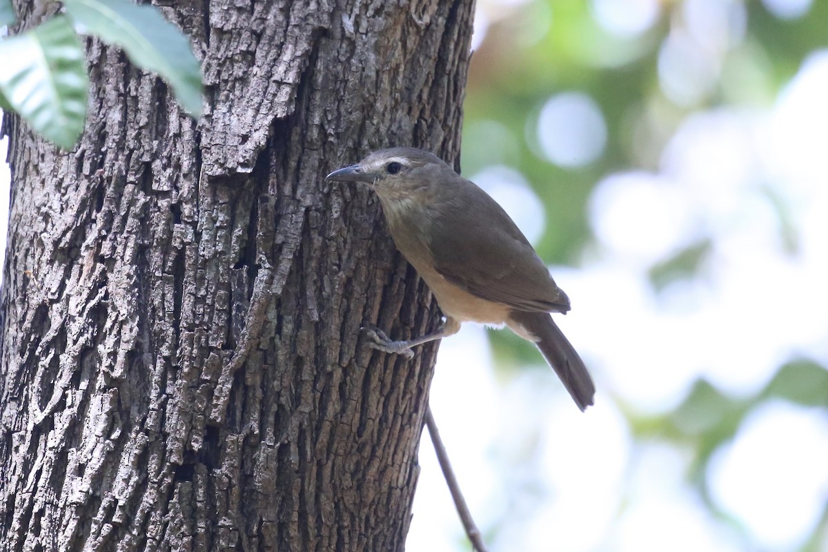 Arafura Shrikethrush - ML641689919