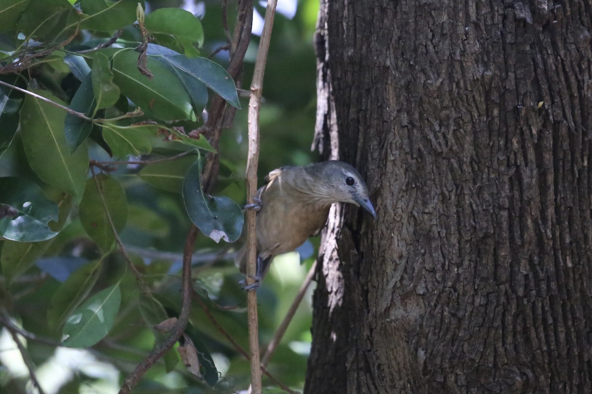 Arafura Shrikethrush - ML641689920