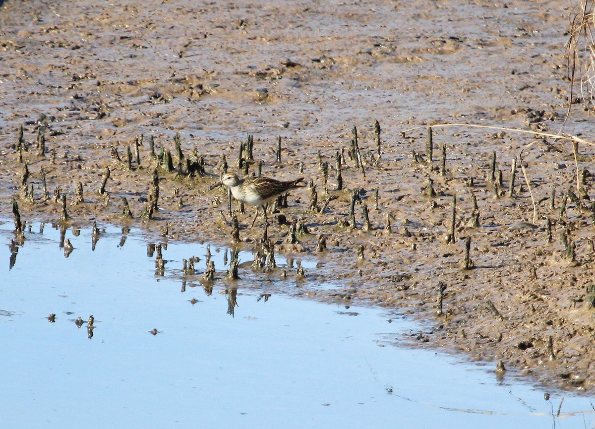 Pectoral Sandpiper - ML641689926