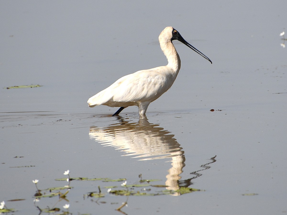 Royal Spoonbill - ML641689958