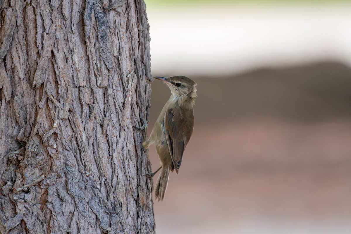 Clamorous Reed Warbler - ML641689978