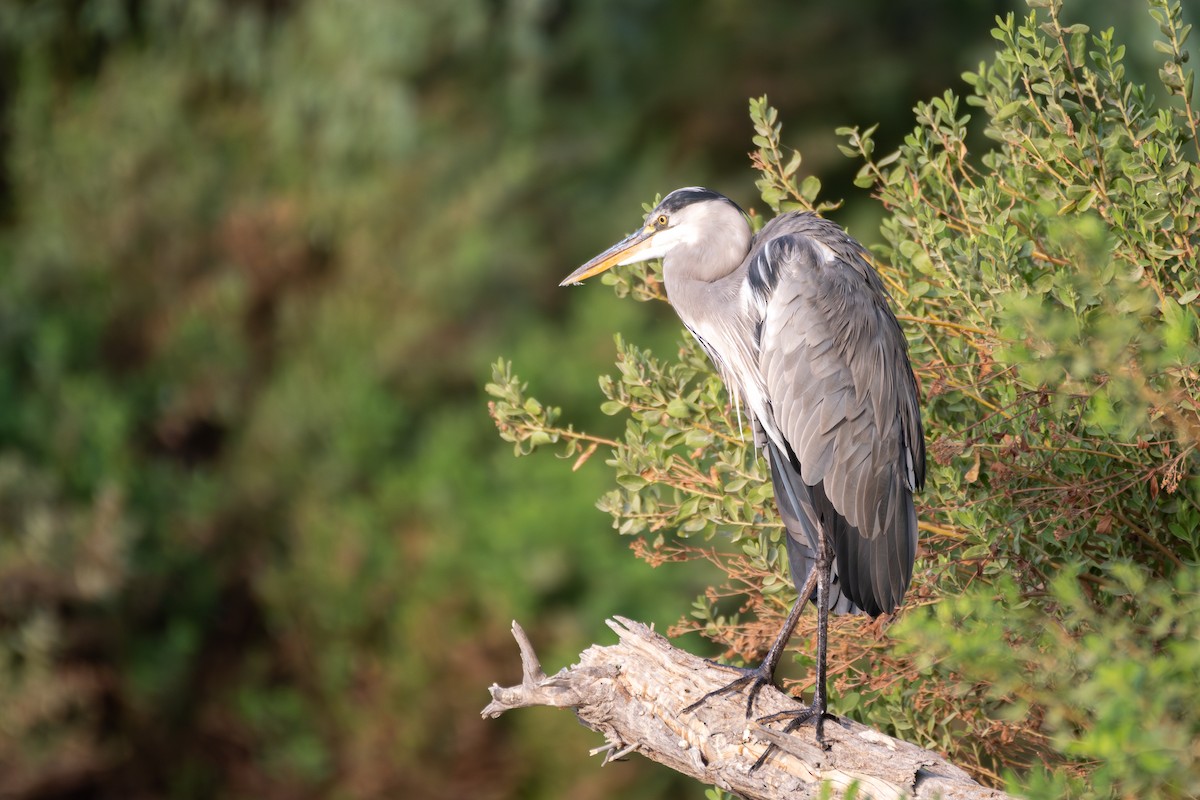Gray Heron - ML641689984