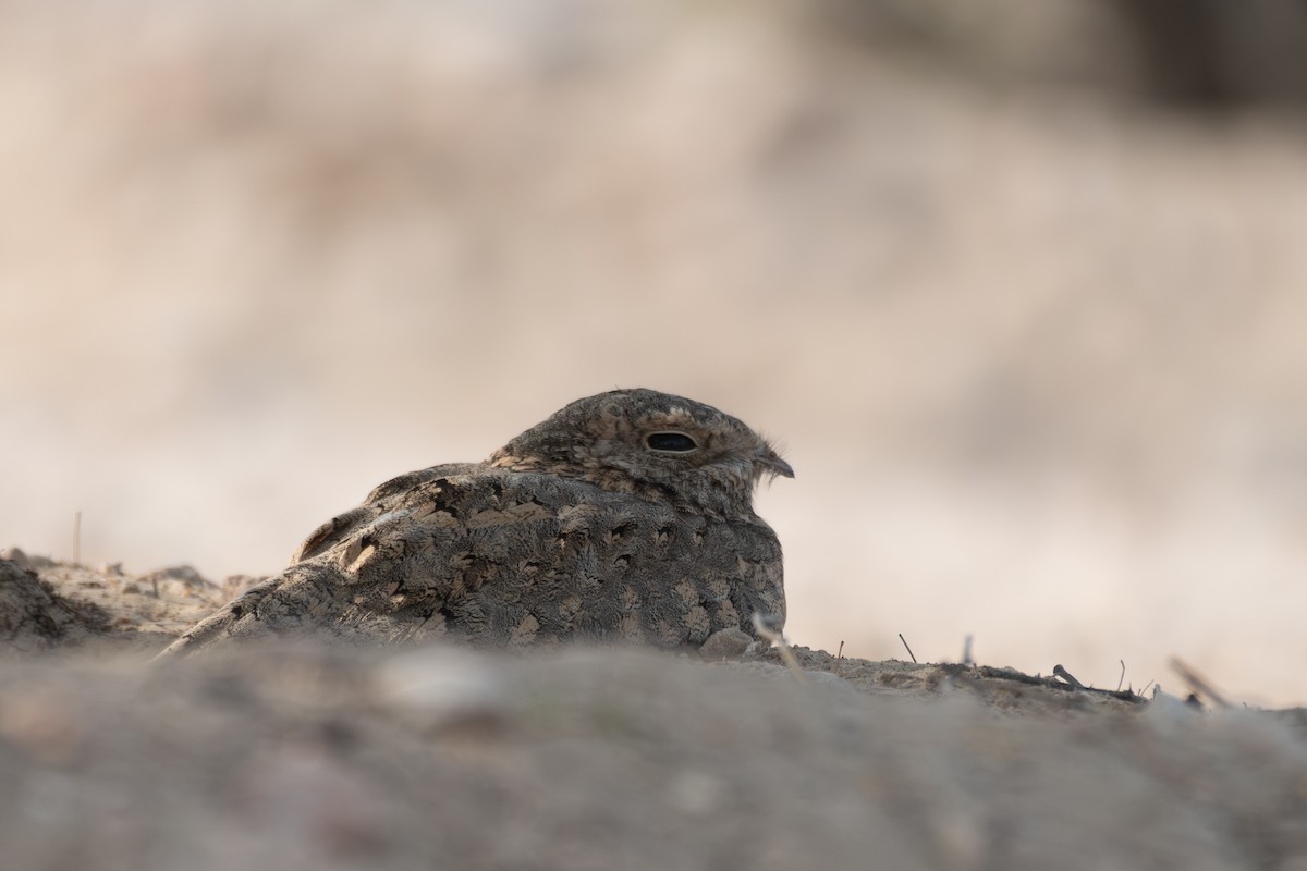 Egyptian Nightjar - ML641689992
