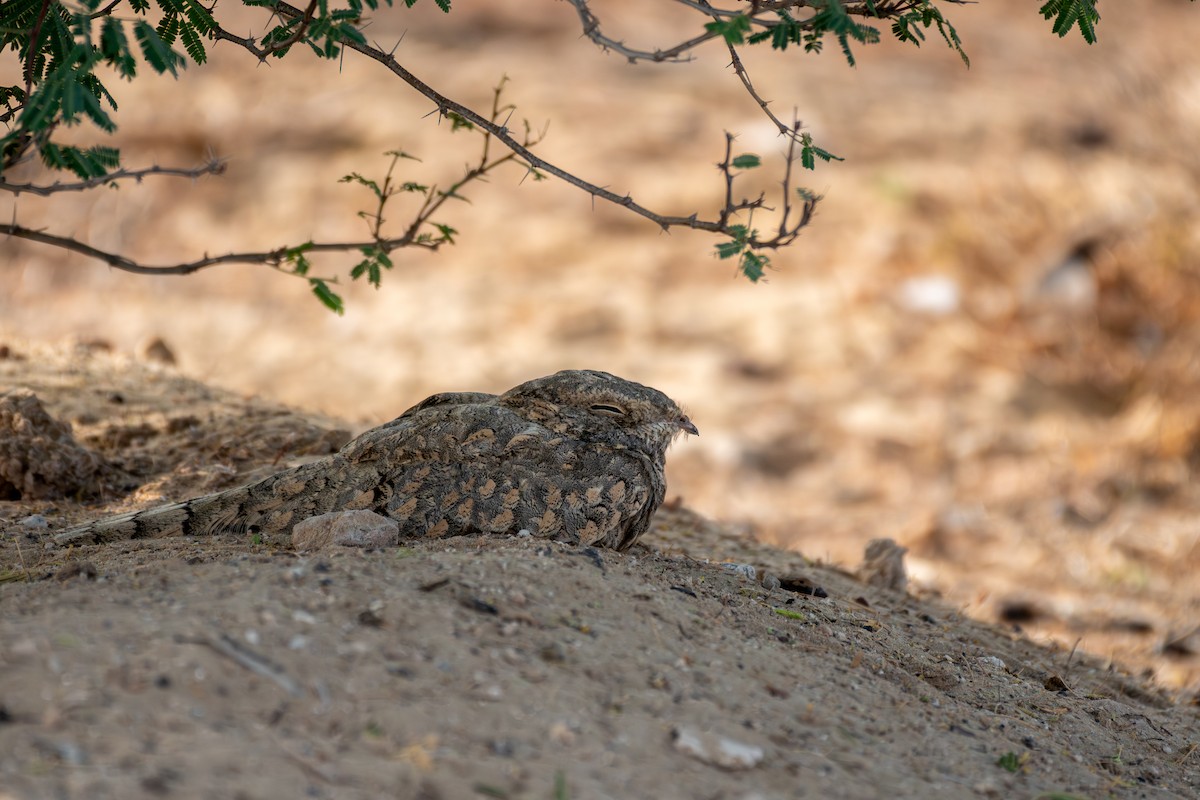 Egyptian Nightjar - ML641689994