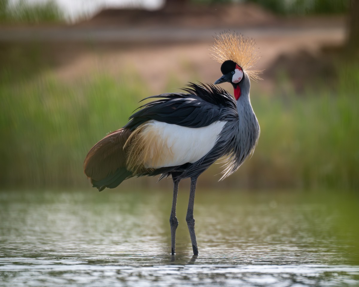 Gray Crowned-Crane - ML641689995