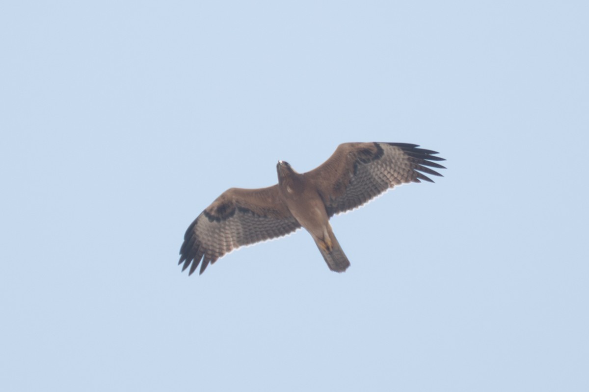 Bonelli's Eagle - ML641689996