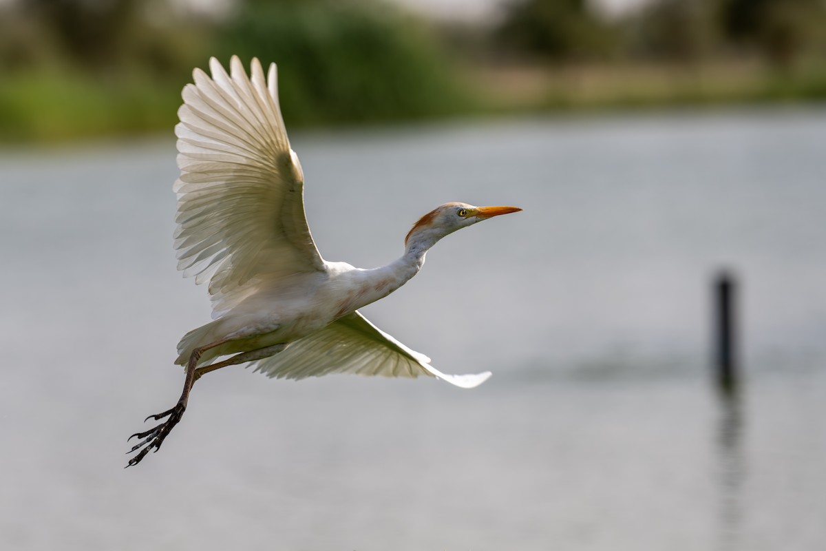 Western Cattle-Egret - ML641689999