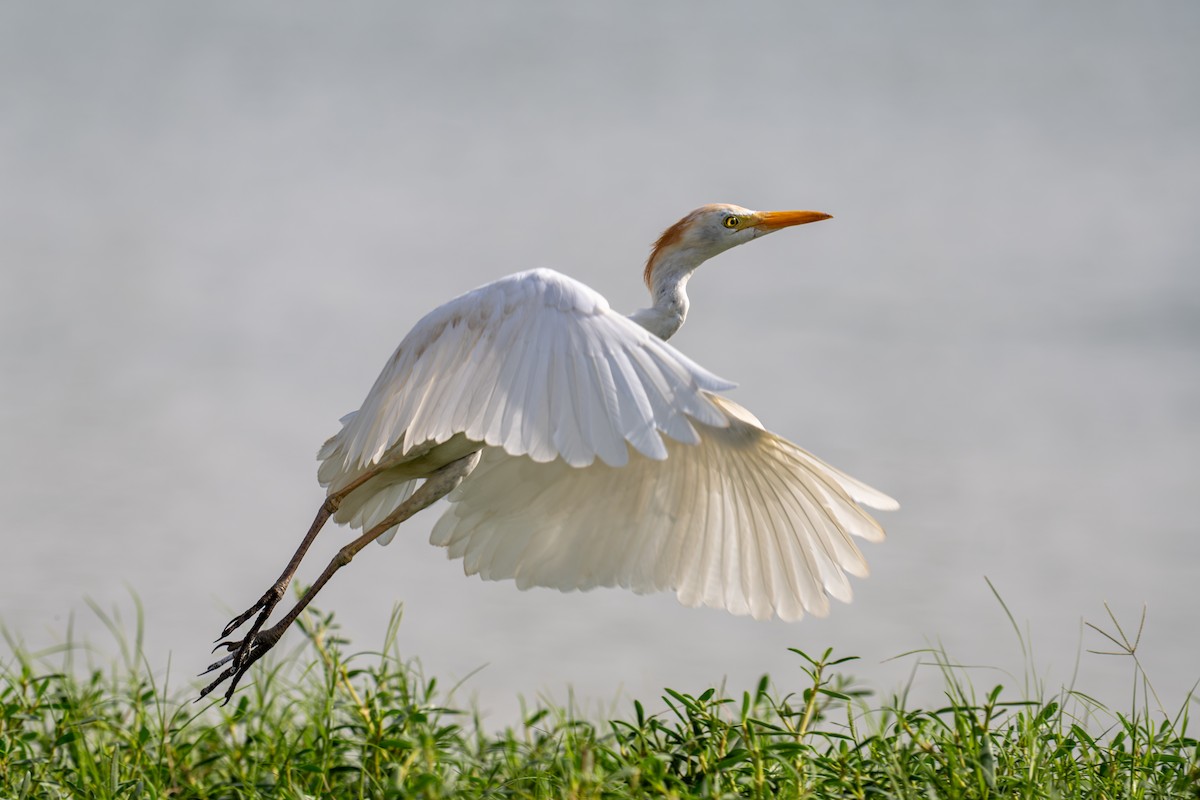 Western Cattle-Egret - ML641690000