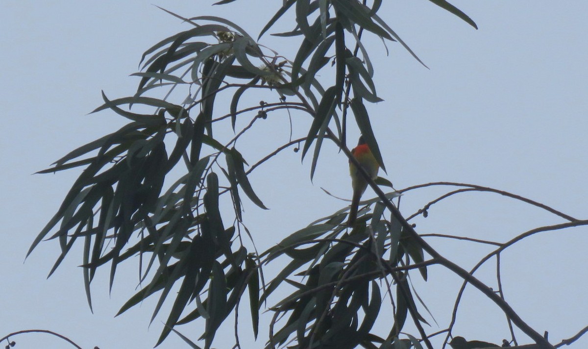 Small Minivet - ML641690005