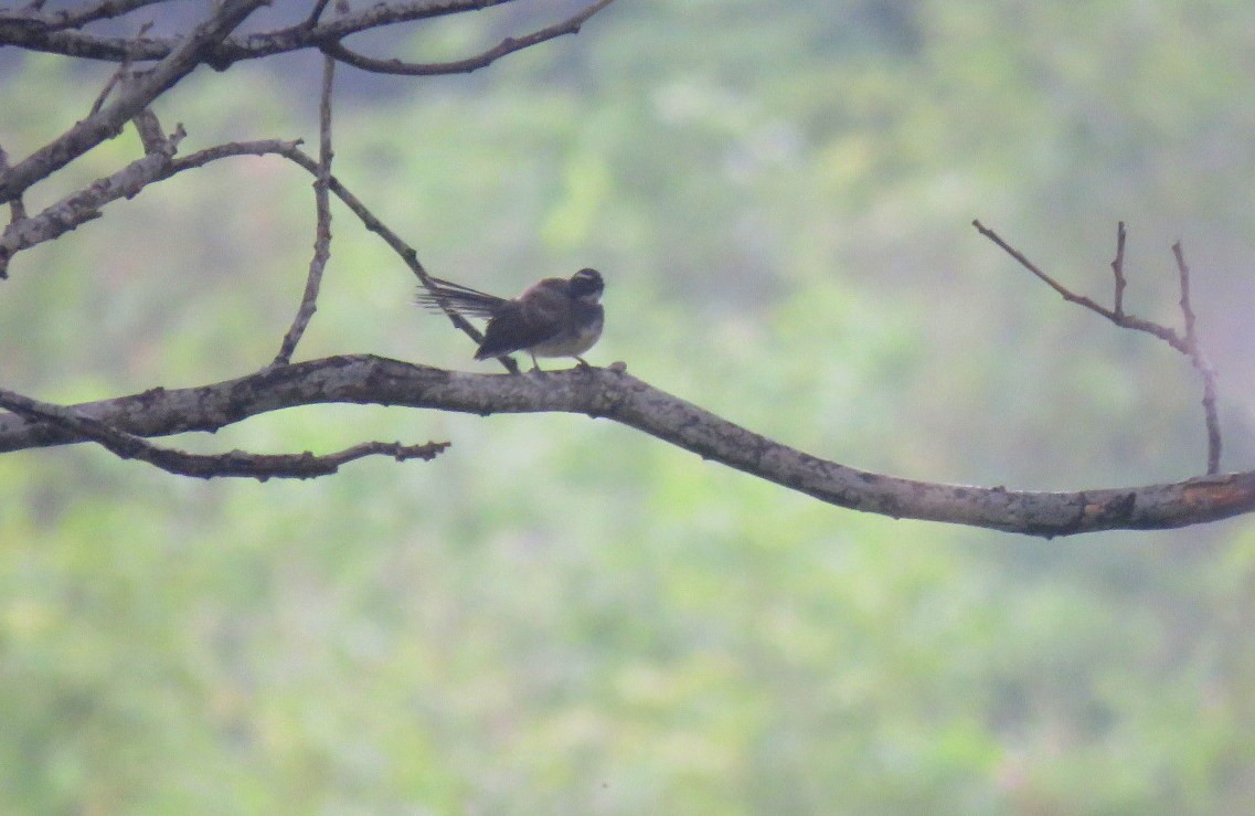 Spot-breasted Fantail - ML641690015