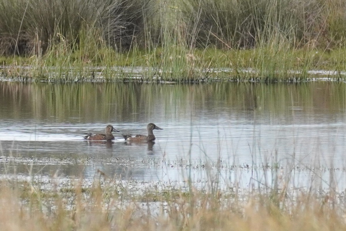 Canard bridé - ML641690029