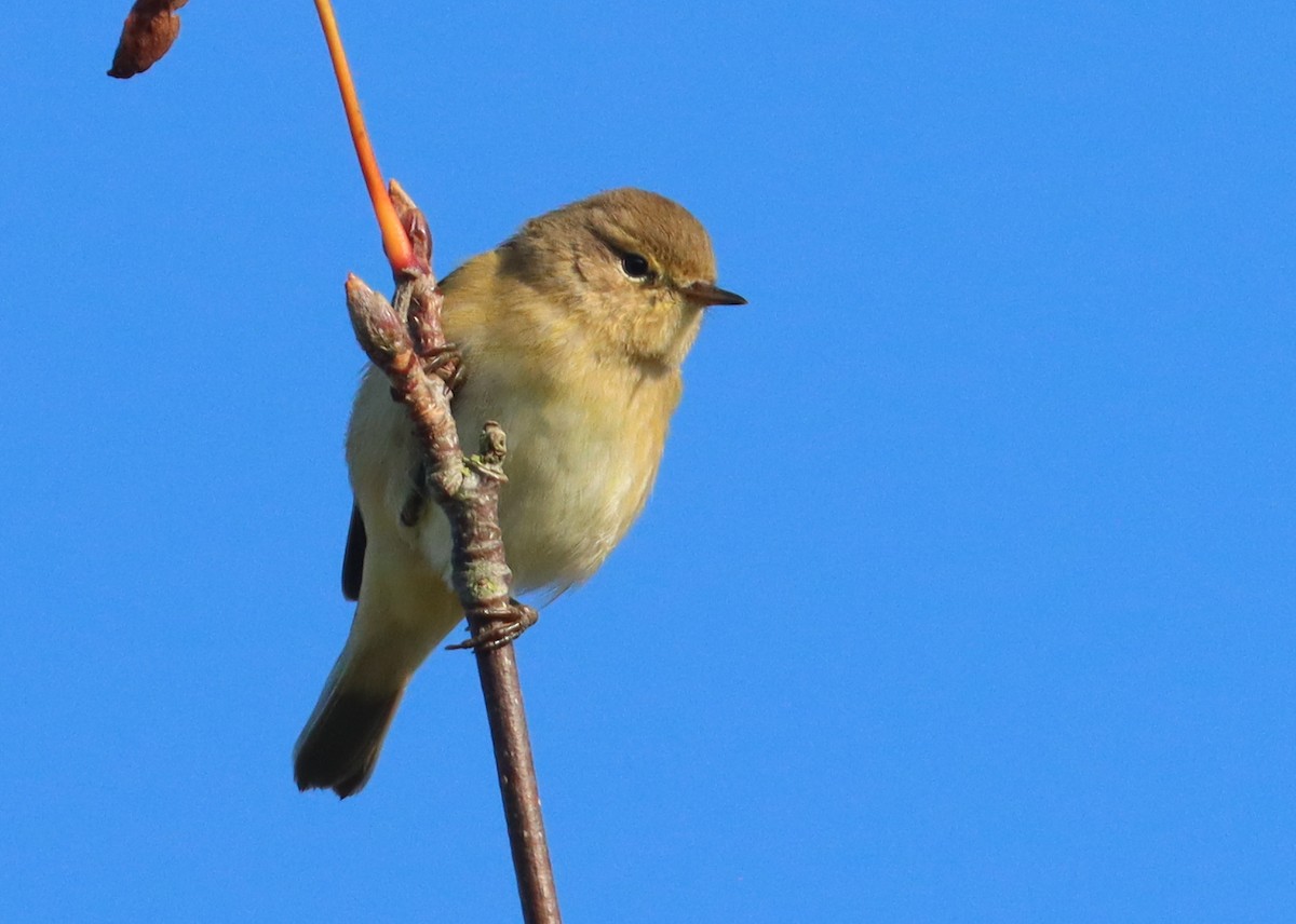 Common Chiffchaff - ML641690033