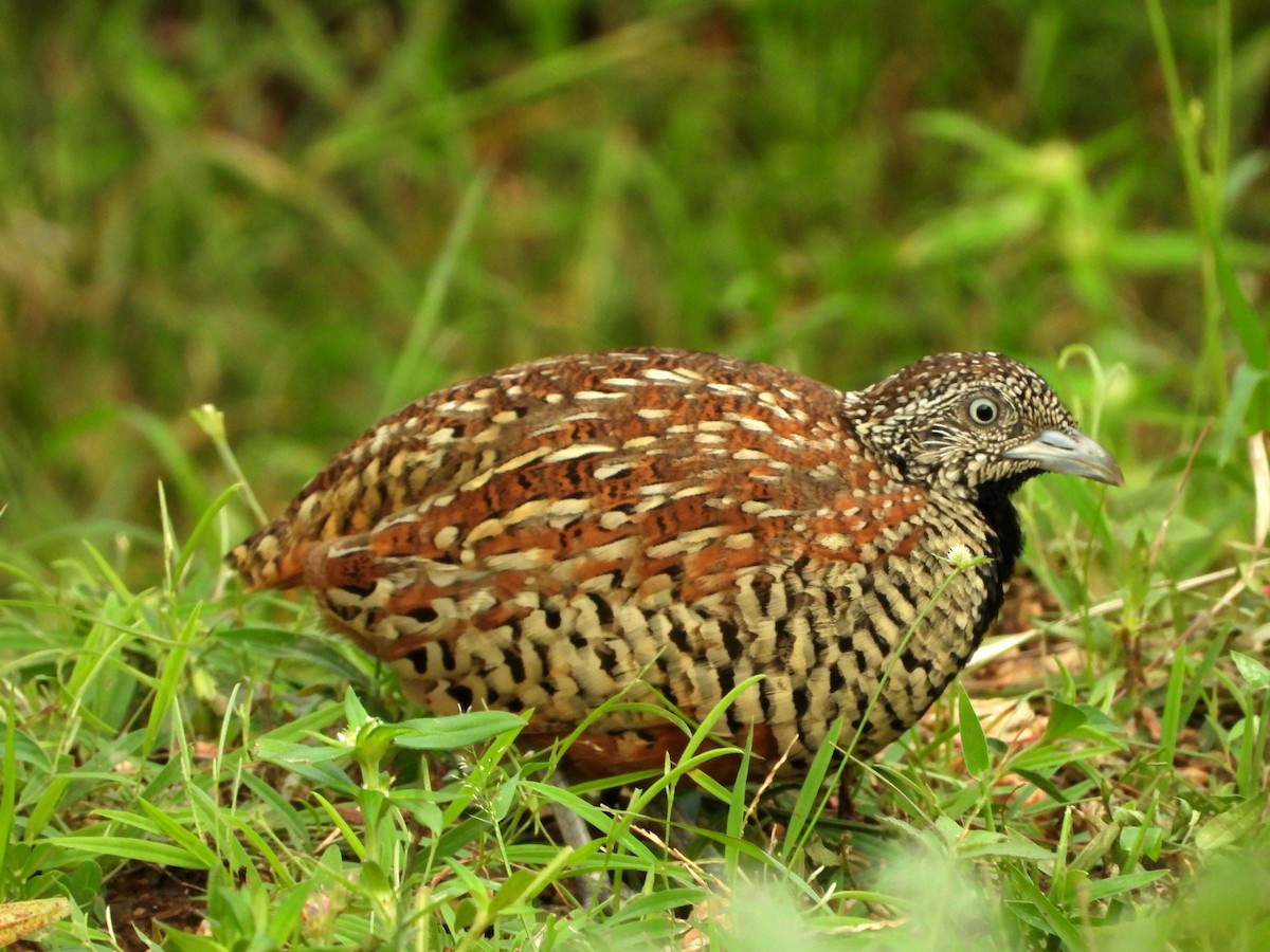 Barred Buttonquail - ML641690049