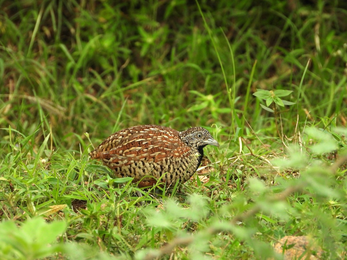 Barred Buttonquail - ML641690050