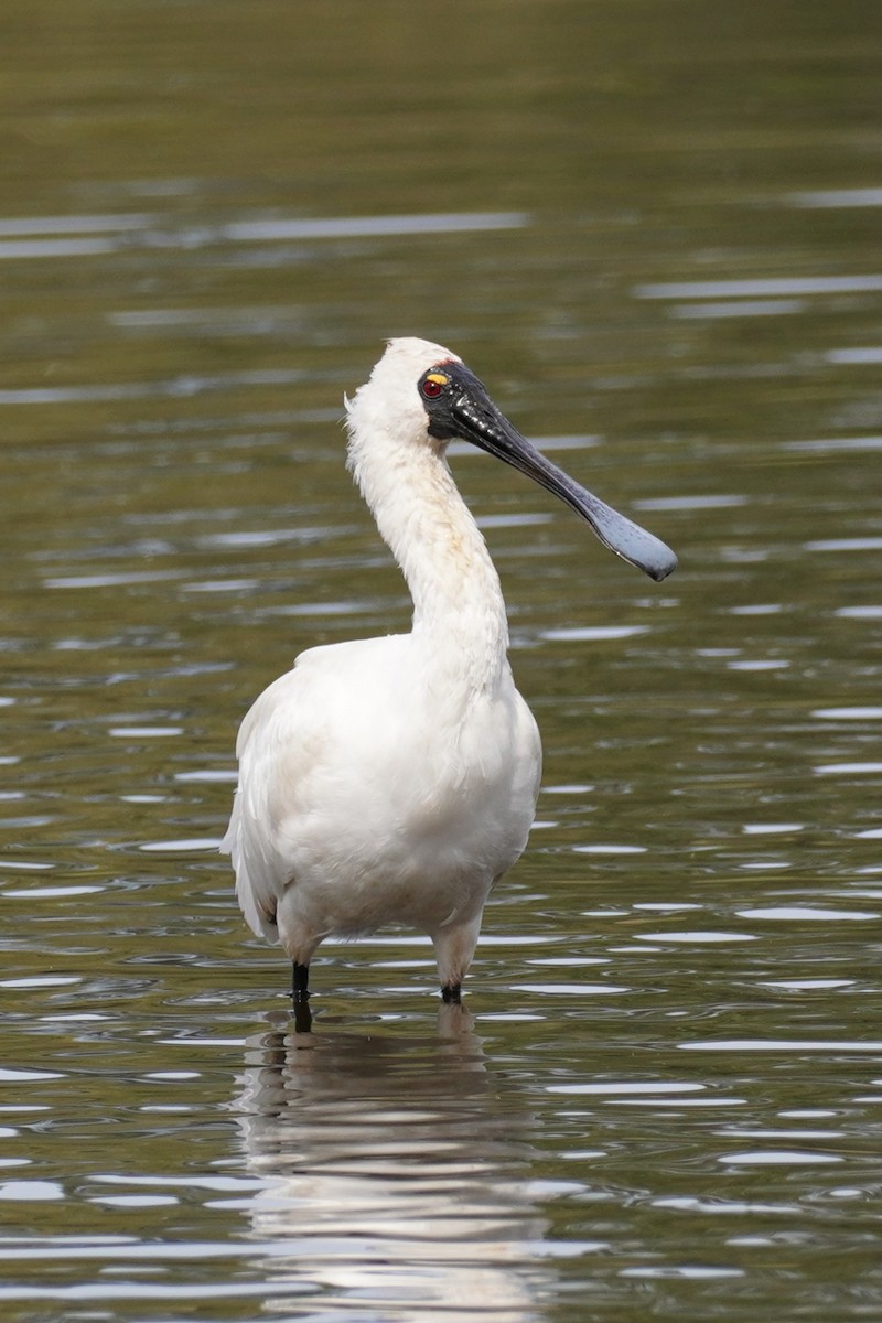 Royal Spoonbill - ML641690057