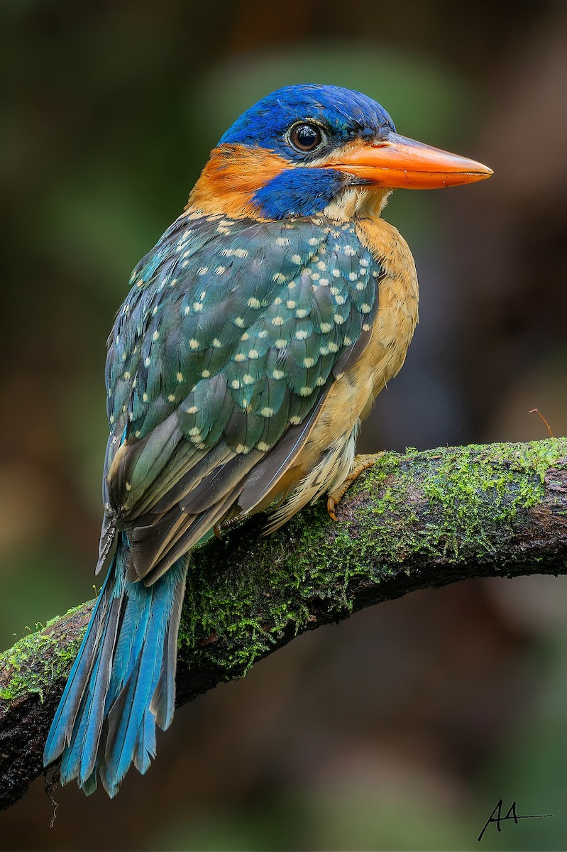 Blue-capped Kingfisher - ML641690058