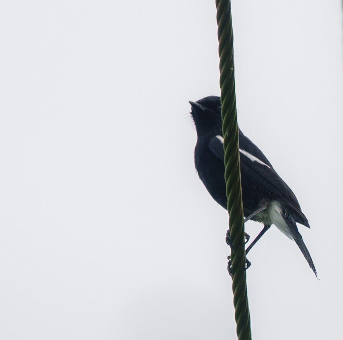Pied Bushchat - ML641690126