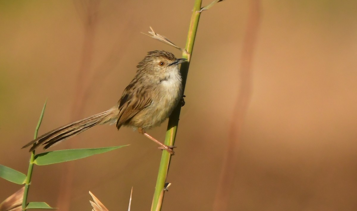 Delicate Prinia - ML641690155