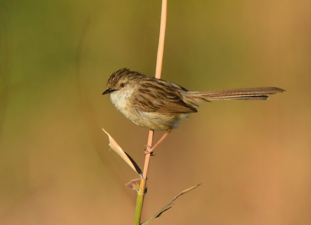 Delicate Prinia - ML641690156